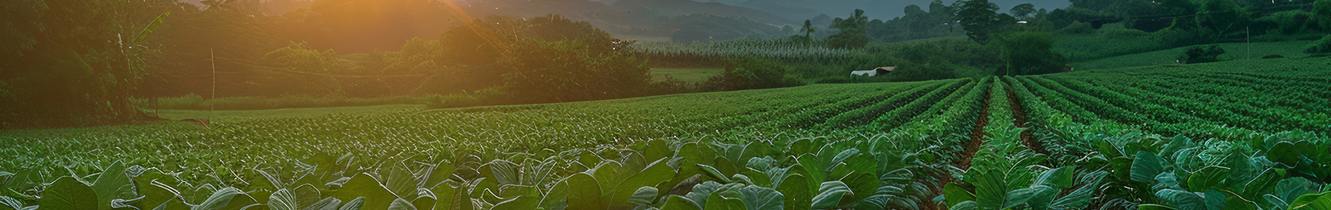 is organic tobacco bad for you Is Organic Tobacco Healthier than Other Tobacco?
